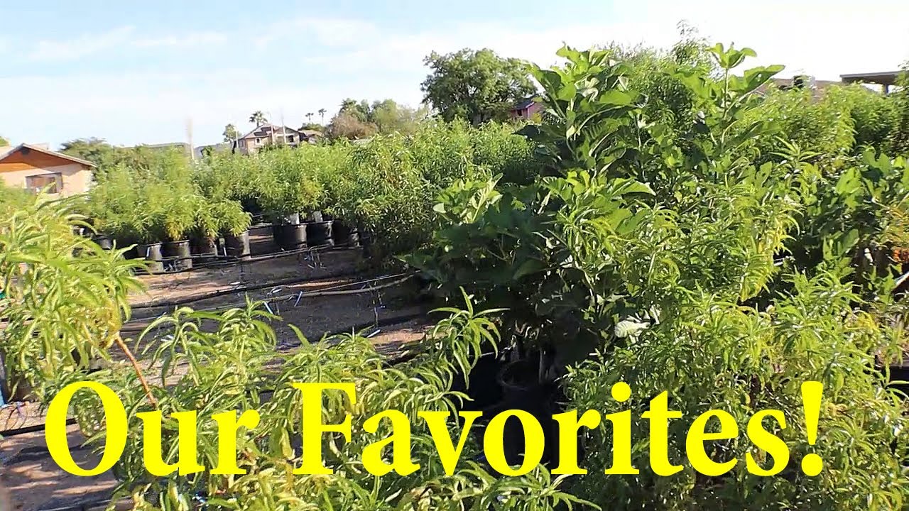 Our Favorite Nurseries + Q&A  | The Desert Farmer Podcast -  Episode 71