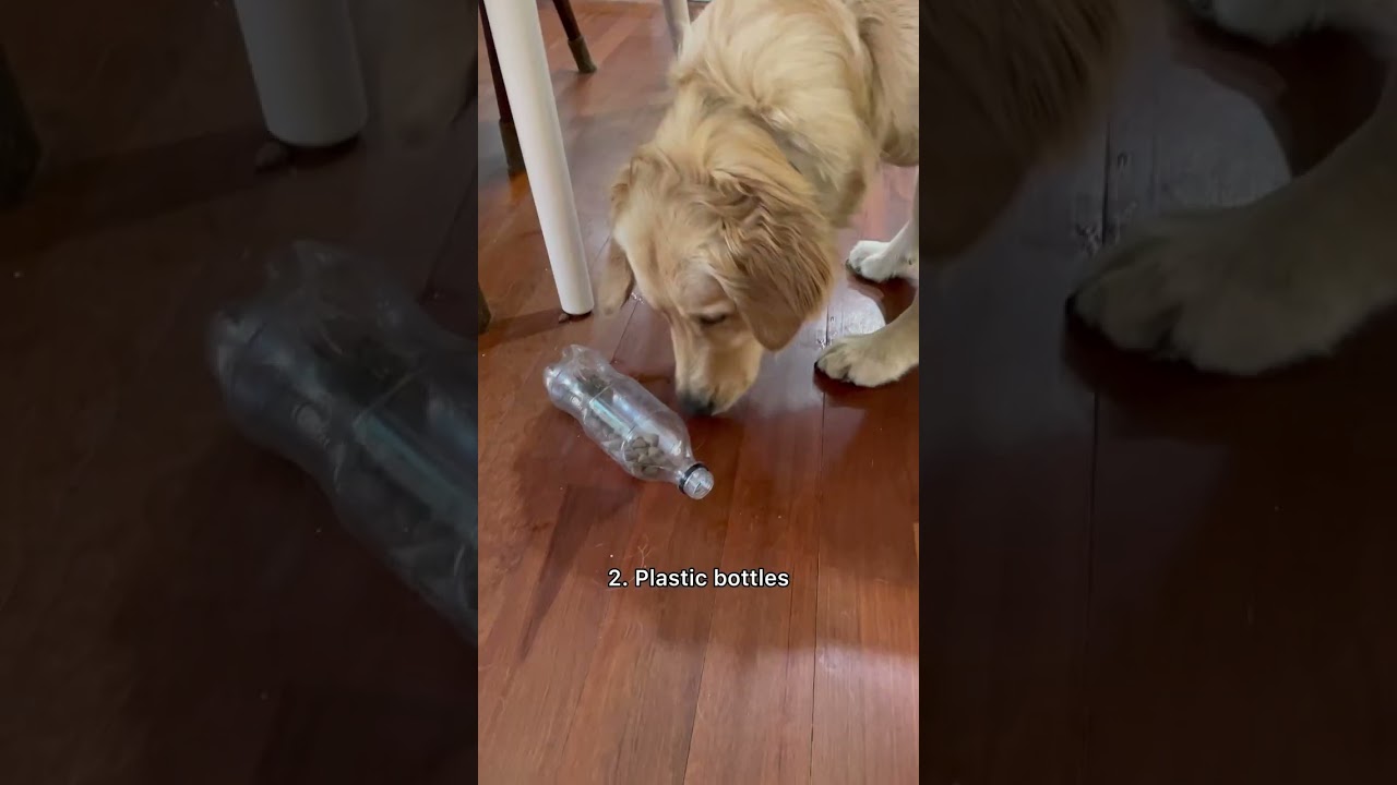 Cheap & Easy Dog Enrichment ideas #dog #dogenrichment