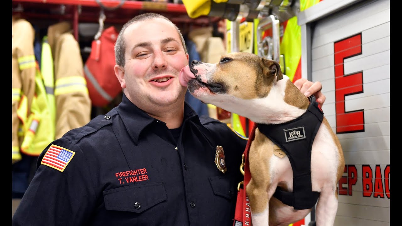 Pit bull seized in dog fighting sting becomes 1st arson detection K9 in the country