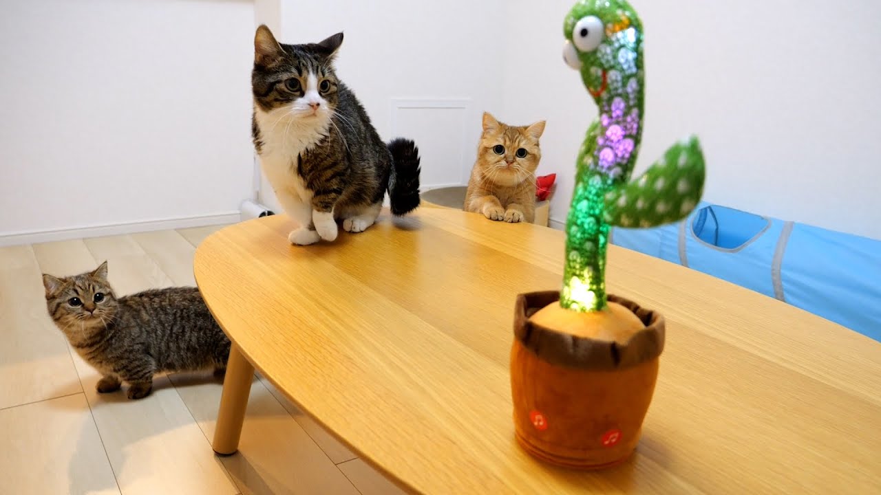 How does a cat family react to a dancing cactus!