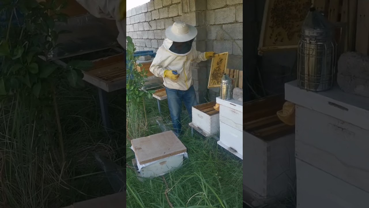 دمج خلايا النحل بماء الورد افضل الحلول بالصيف