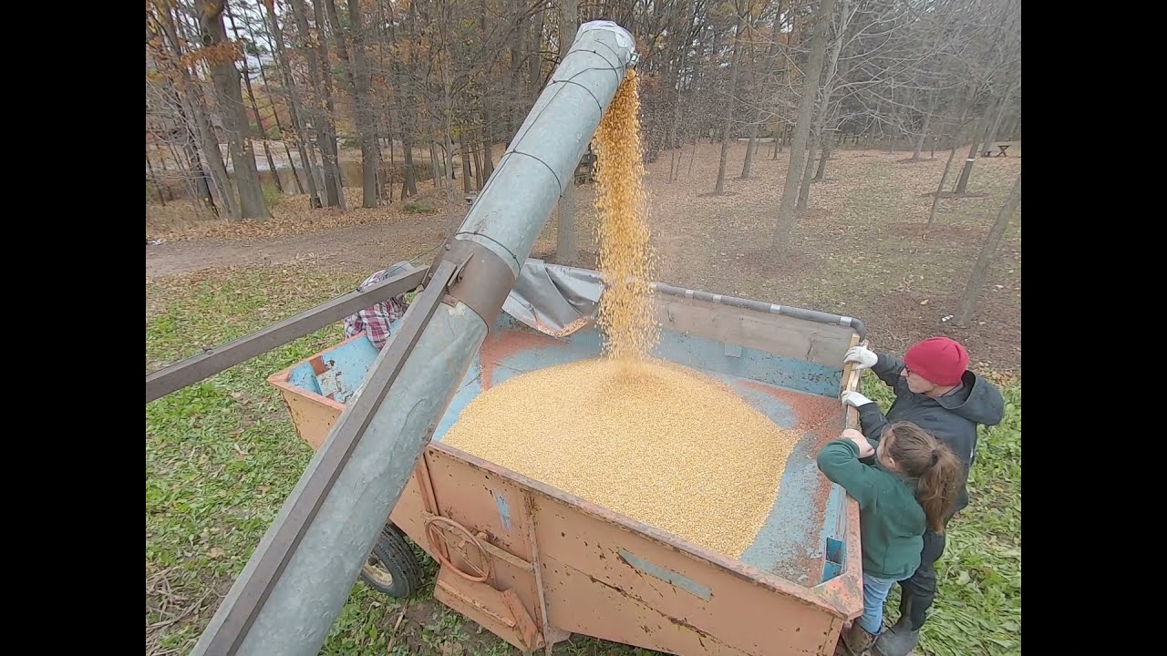 Gleaner E corn 2021