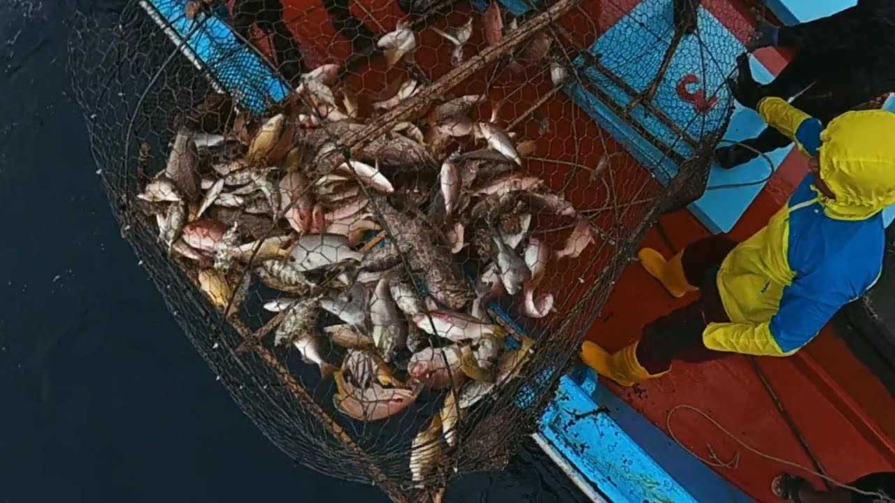 bubu besar laut dalam musim monsun timur laut 