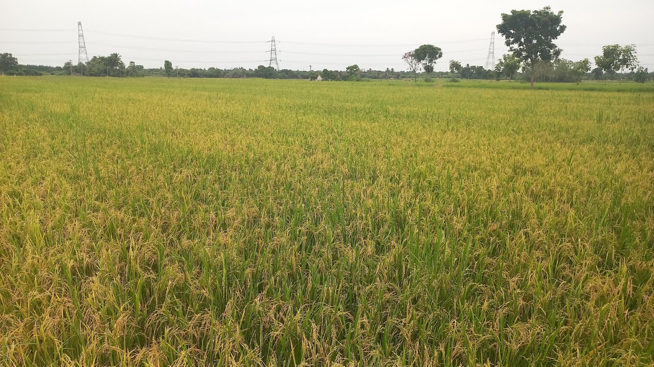 3ஏக்கர் வயல் விற்பனைக்கு| புஞ்சை நிலம்| 26 Lakhs | Urgent Sale | Emergency #agri #farming  #landsale