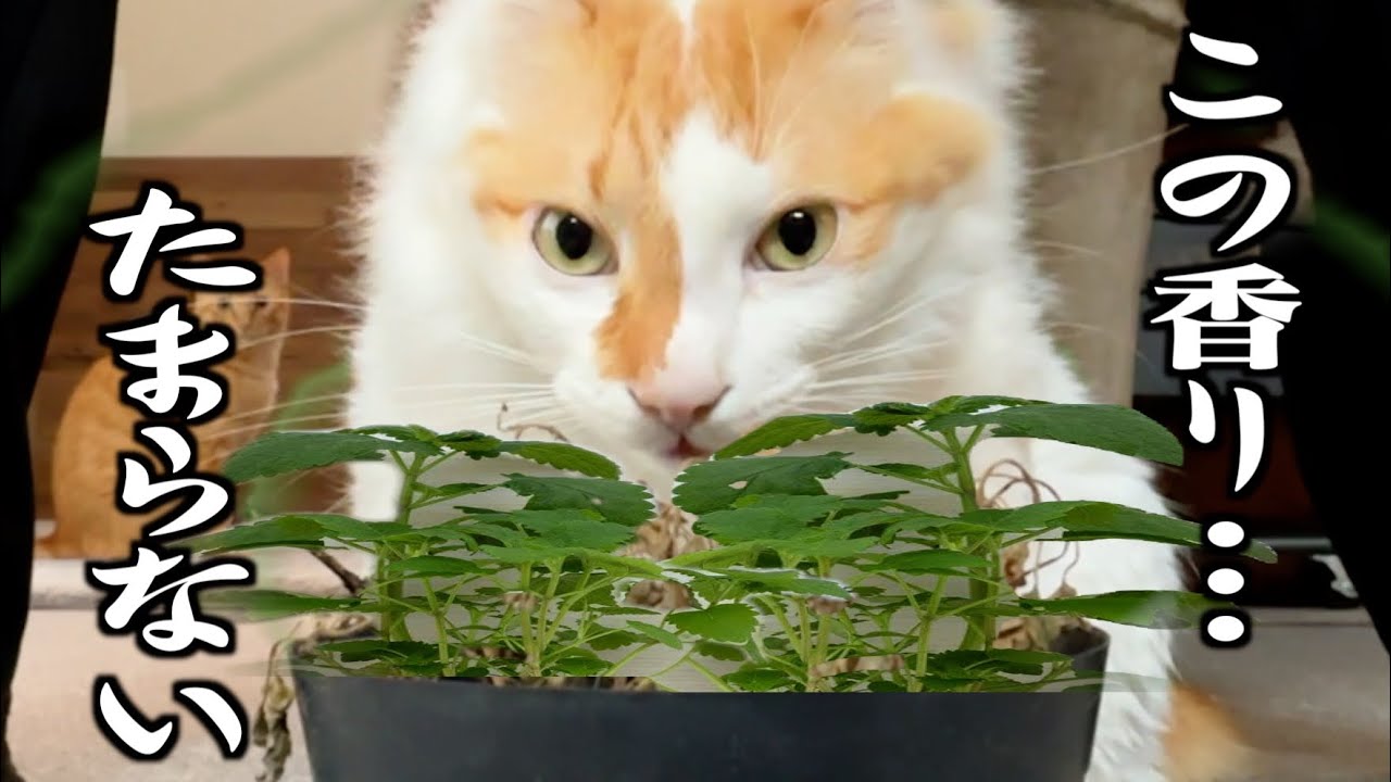 猫たちが狂ってしまう幻の植物を試してみた結果…笑