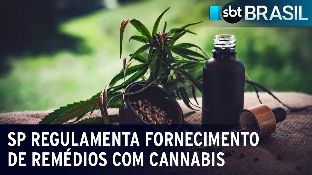 São Paulo regulamenta fornecimento de cannabis medicinal pelo SUS | SBT Brasil (28/12/23)