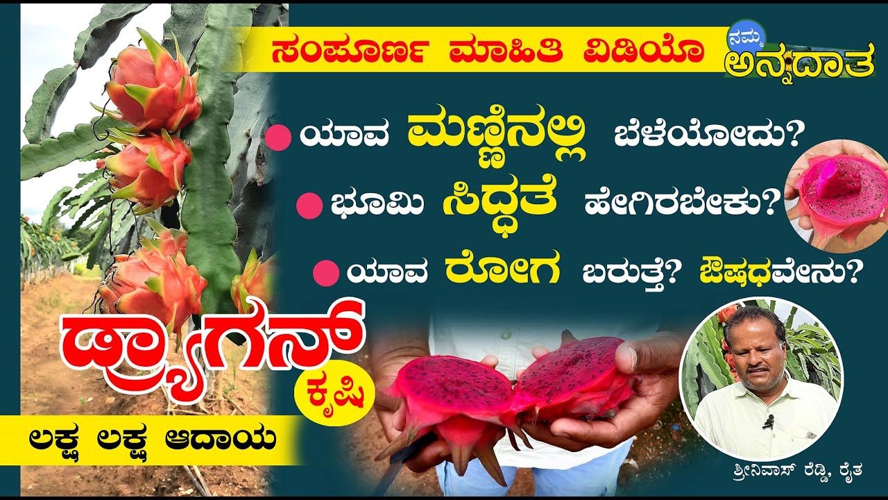 ಡ್ರ್ಯಾಗನ್ | ಸಂಪೂರ್ಣ ಮಾಹಿತಿ | ರೈತ ಶ್ರೀನಿವಾಸ್ ರೆಡ್ಡಿ | Dragon Fruit | Srinivas Reddy | Namma Annadata