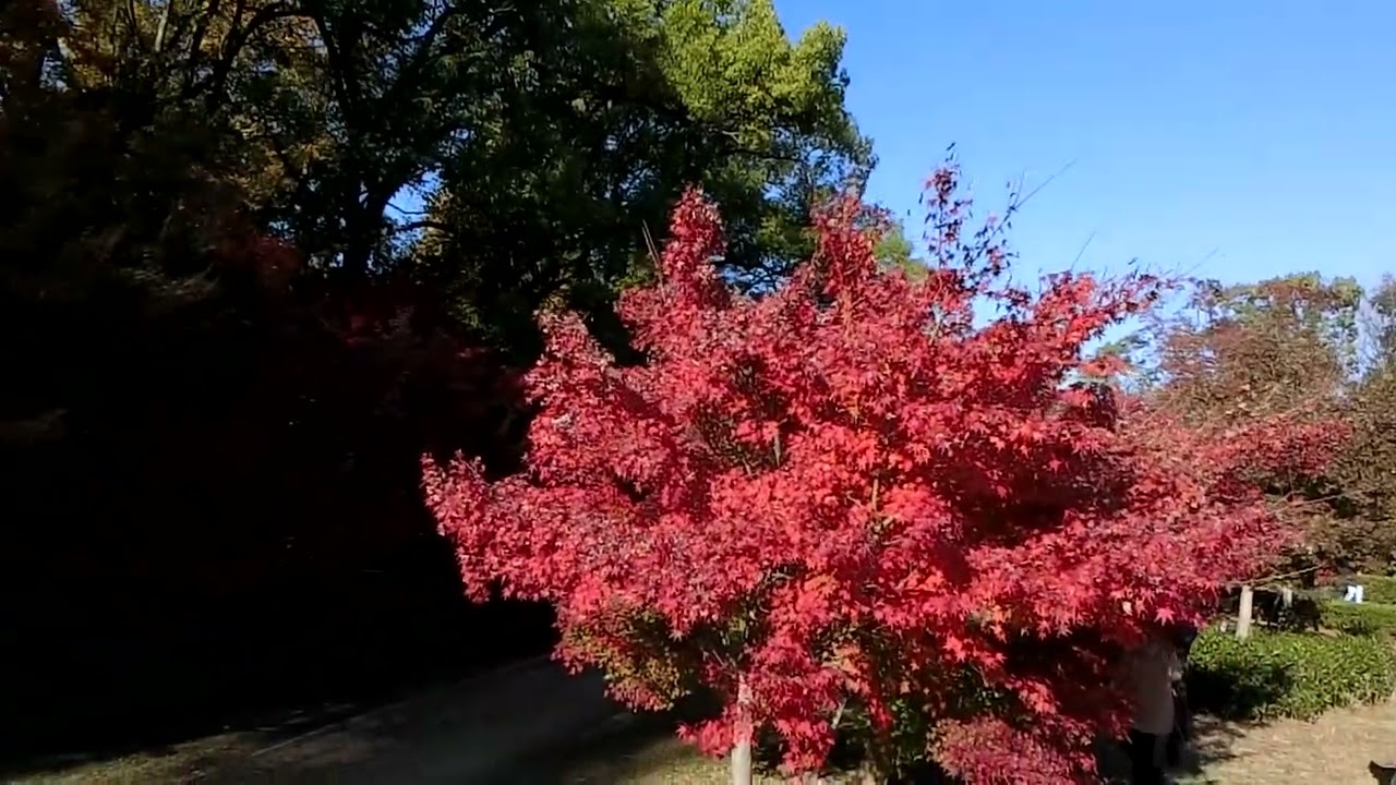 大阪城公園もみじ園🍁色づき具合2025年11月29日午後２時すぎ現在