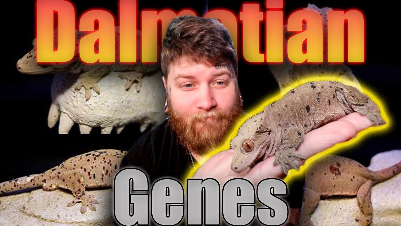 Complete Crested Gecko Morph Guide Part 2: Dalmatian Genes