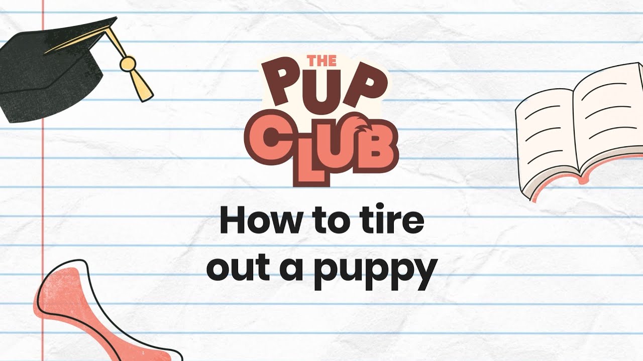 How to Tire Out Your Puppy: Fun & Effective UK Tips
