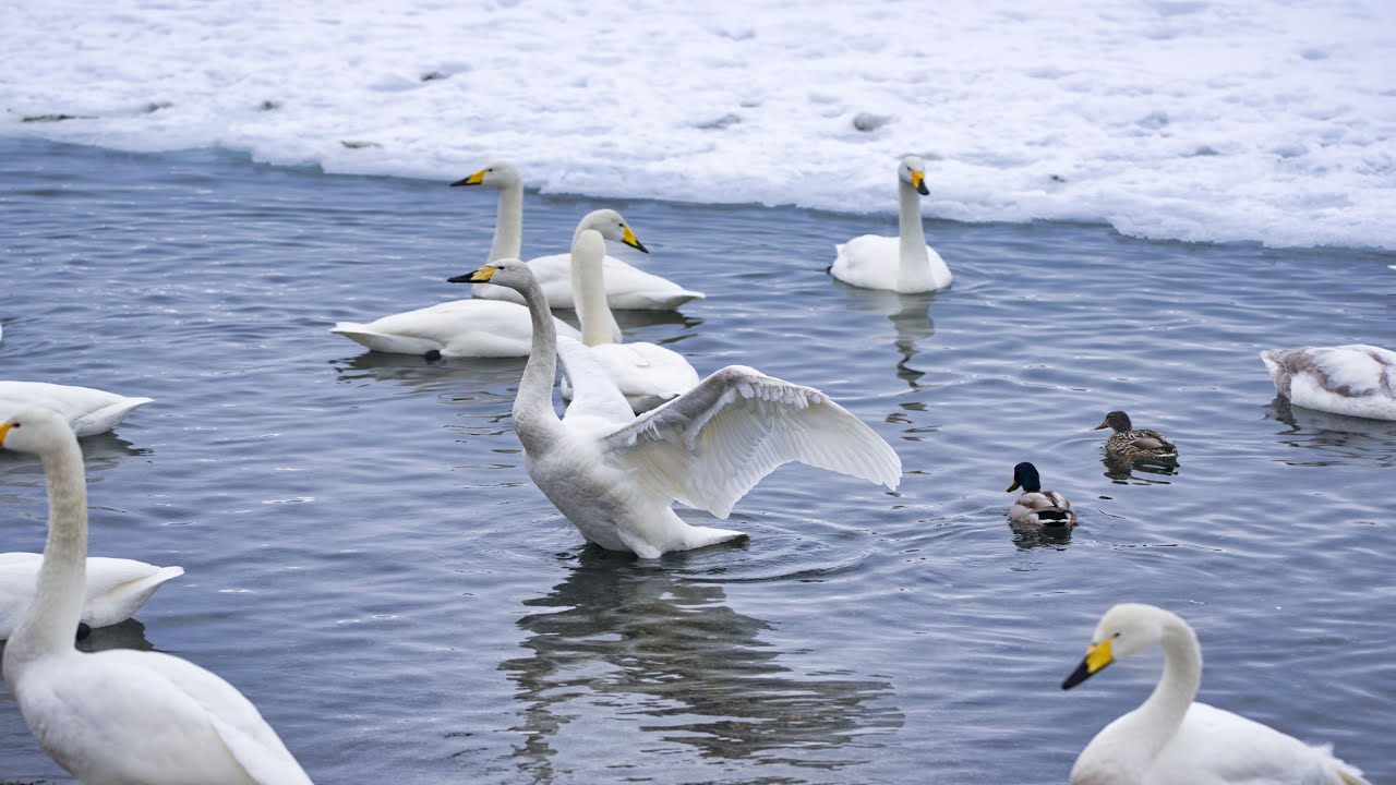 4K 北海道的冬季 : 阿寒湖的霜花與天鵝 Winter in Hokkaido : Frost Flowers in Lake Akan and Swans