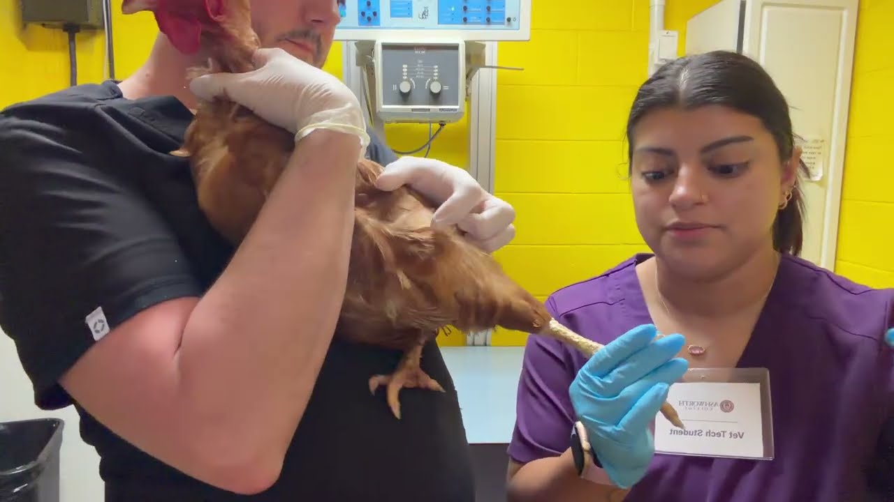 Фиксация и подстригание когтей у птицы - Ветеринарная медицина