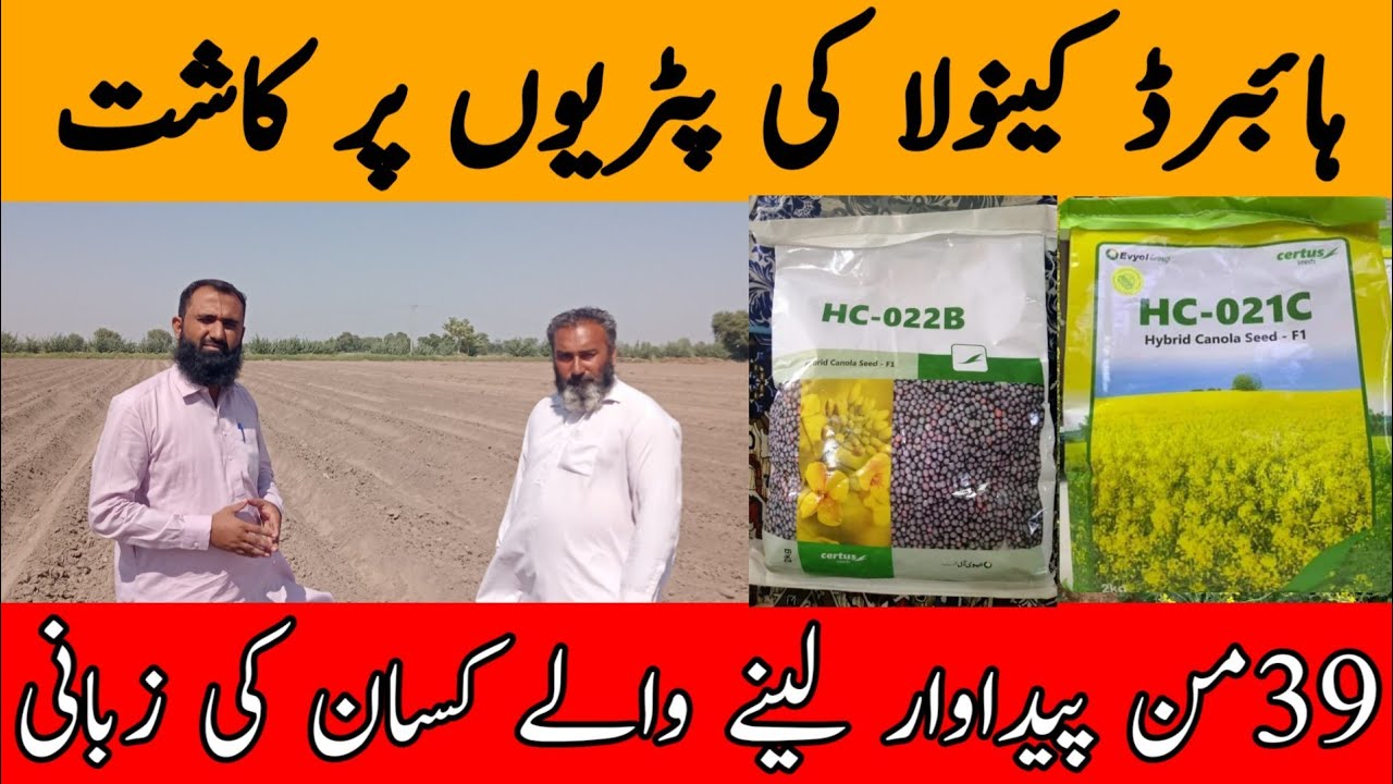 How to cultivate hybrid Canola on beds | HC-021C vs HC-022B | Bilal Kanju Official