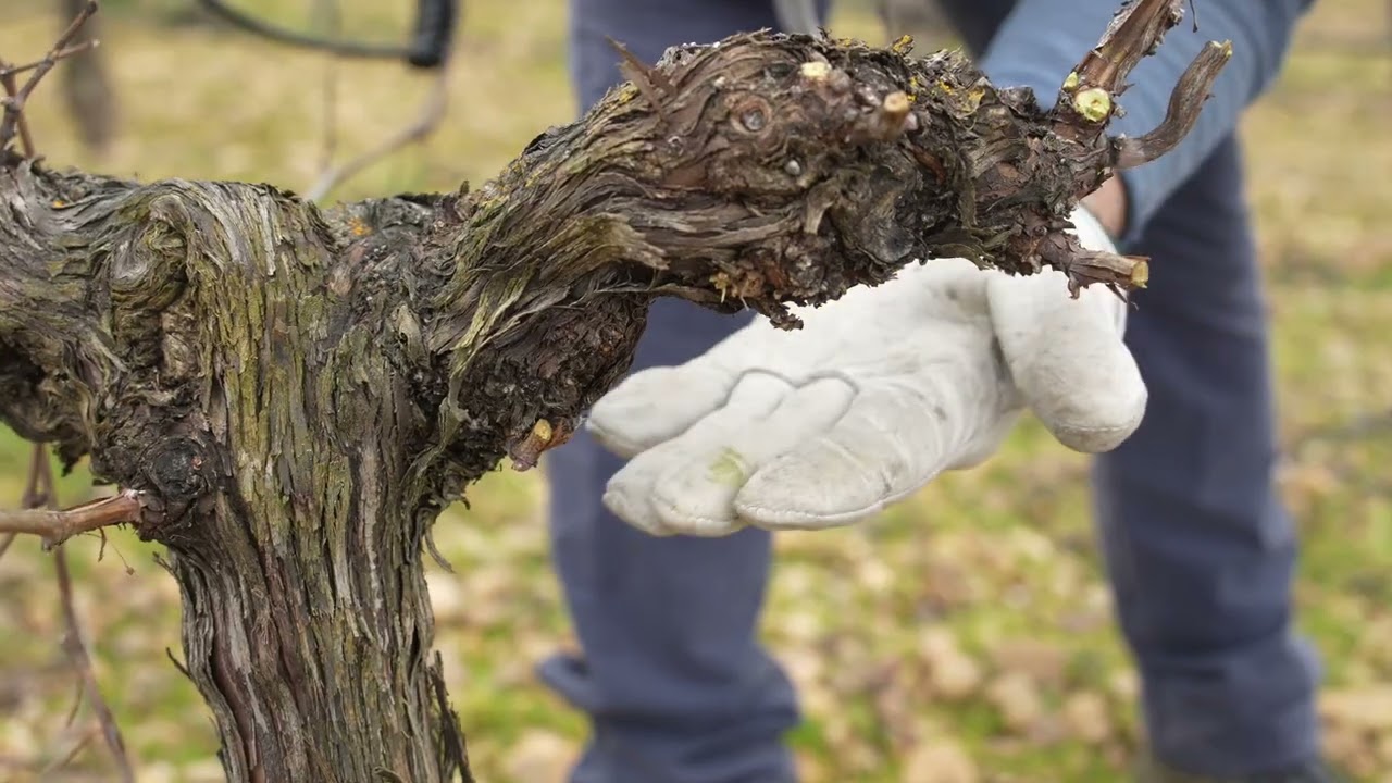 Mucho m&aacute;s que un corte. Los secretos de la poda en el vi&ntilde;edo en la Ruta del Vino de Rueda.