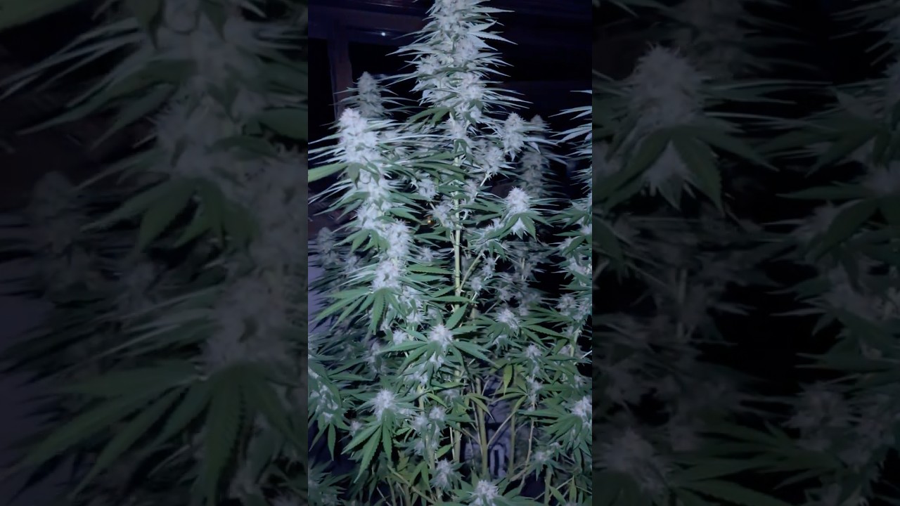 Orange X Mimosa Punch 🍑👊🏼Night  🌚 buds Documentary #cannabisdaily #night #outdoors