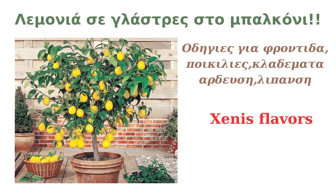 Λεμονια σε γλαστρα στο μπαλκονι!!Ολα οσα πρεπει να γνωριζεις για την αναπτυξη της!!Xenis flavors