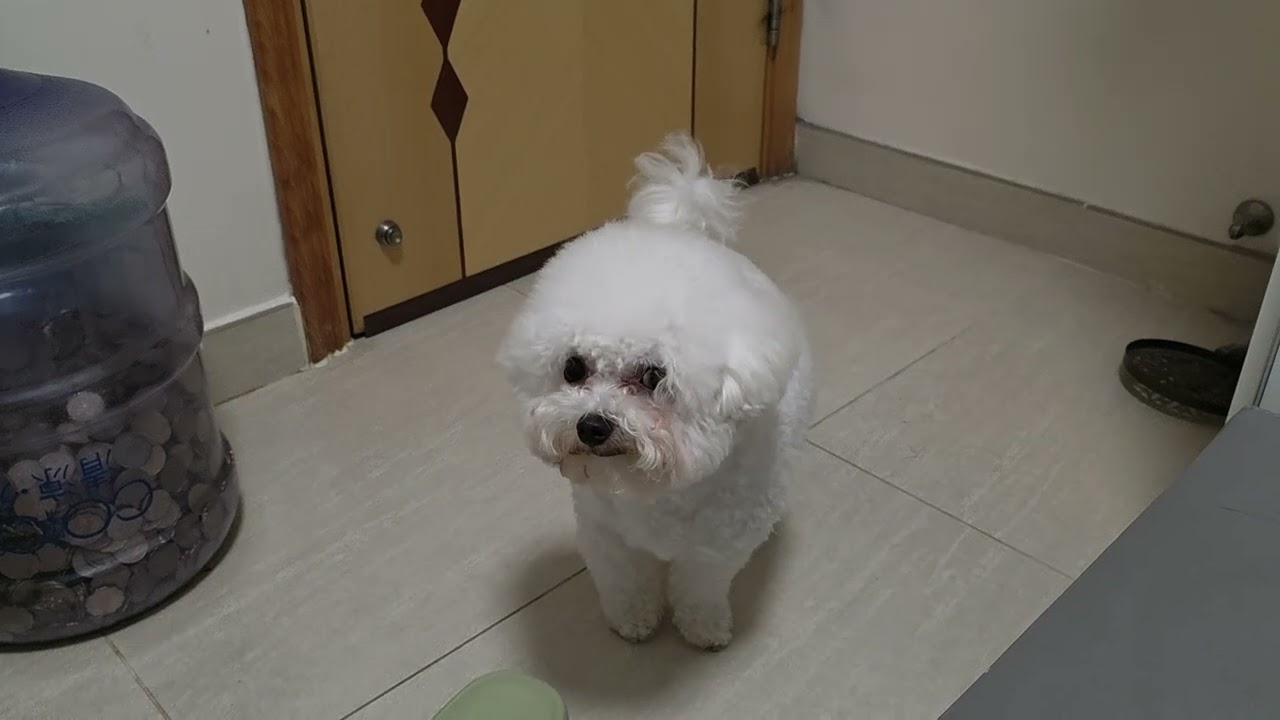 Q仔同大家問好🥰🥰🥰