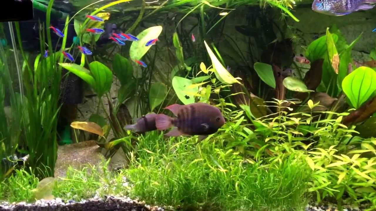 Sajica fry 300 liters SA