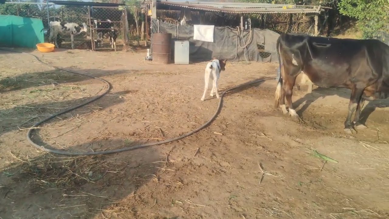 Cow and buffalo videos | Amazing Buffalo | cow and buffalo life l Buffalo Videos #wildlife​​​​ 