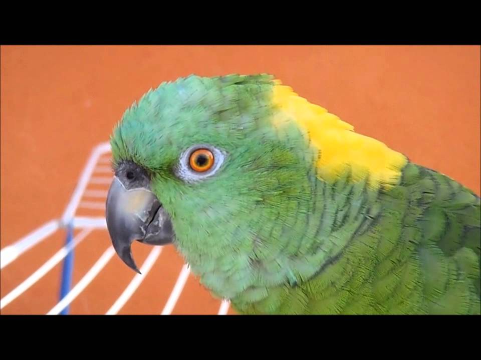 CHITA - Qué bueno