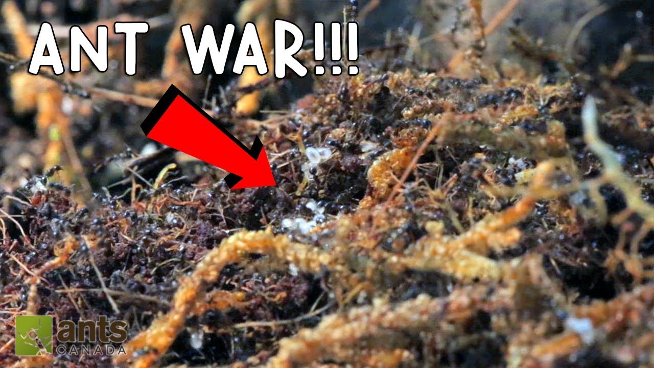 Ant War: Battle Of The Three Armies
