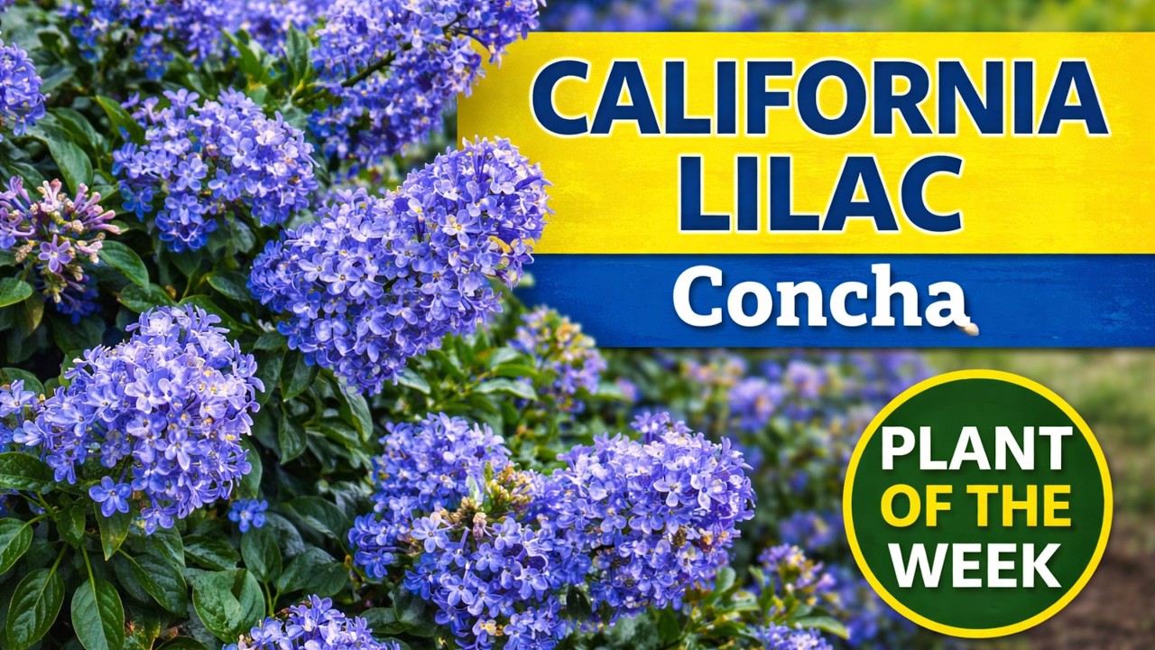 CALIFORNIA LILAC | Ceanothus 'Concha'
