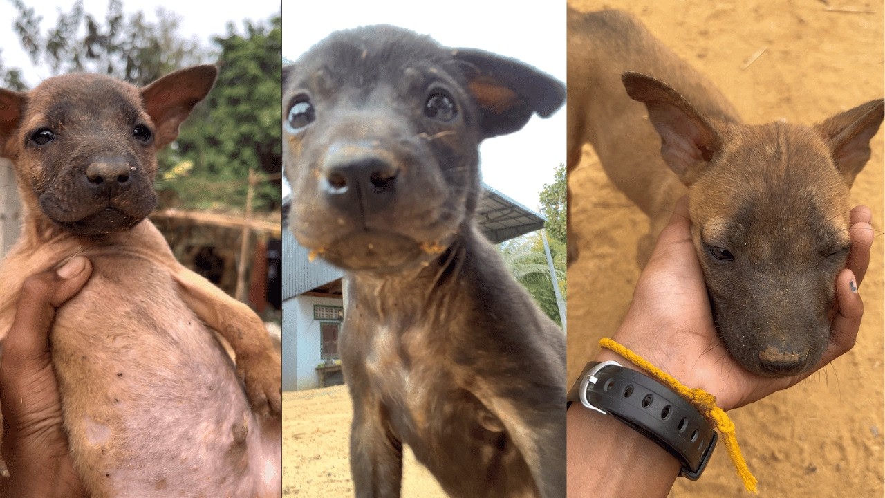 Why Life is Full of Joy with a Puppy ❤️ (Wait for the ending!)