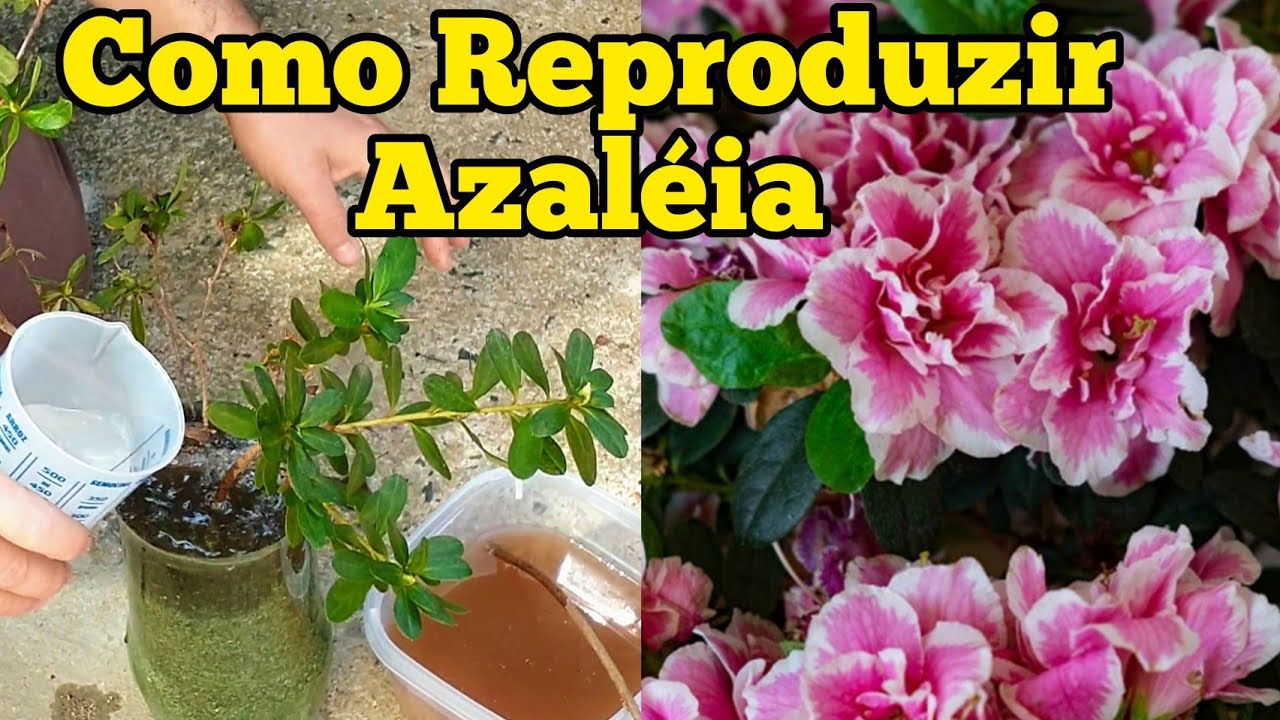AZALÉIA COMO FAZER MUDA....