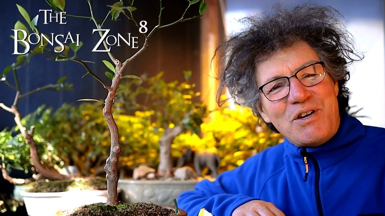 My Orange Bonsai and Casting Cement, Part 2, The Bonsai Zone, Feb 2021