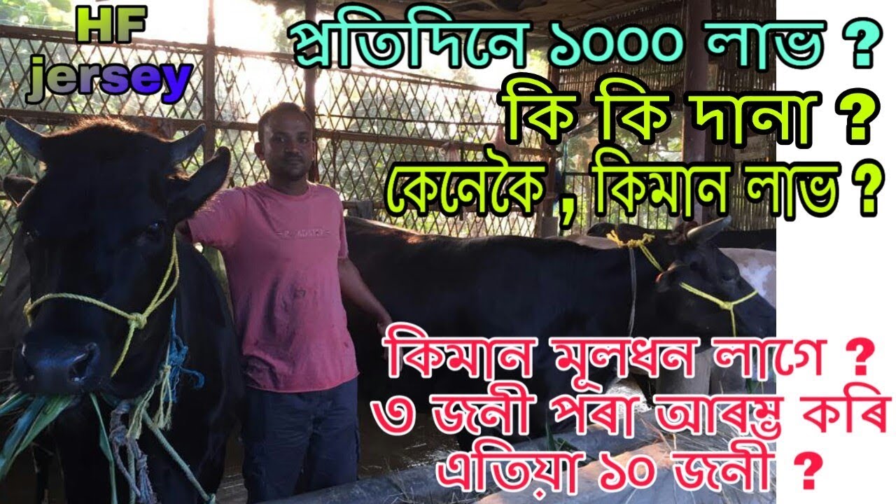 HF আৰু জাৰ্চী গৰু পালনৰ সবিশেষ । ৩ জনীৰ পৰা আৰম্ভ কৰি এতিয়া ১০ জনীৰ ওপৰত গৰু । Cow farm in assam