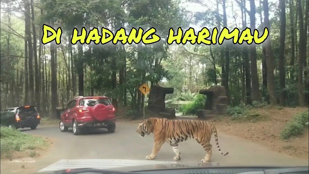 NGADEM PART 1- DI HADANG HARIMAU