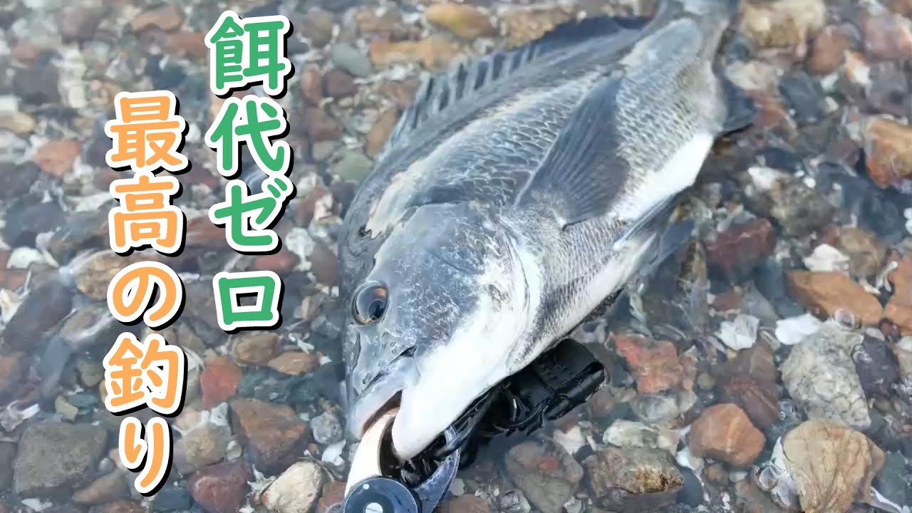【浜名湖】餌代０円の釣りが最高すぎる！【黒鯛・キビレ】