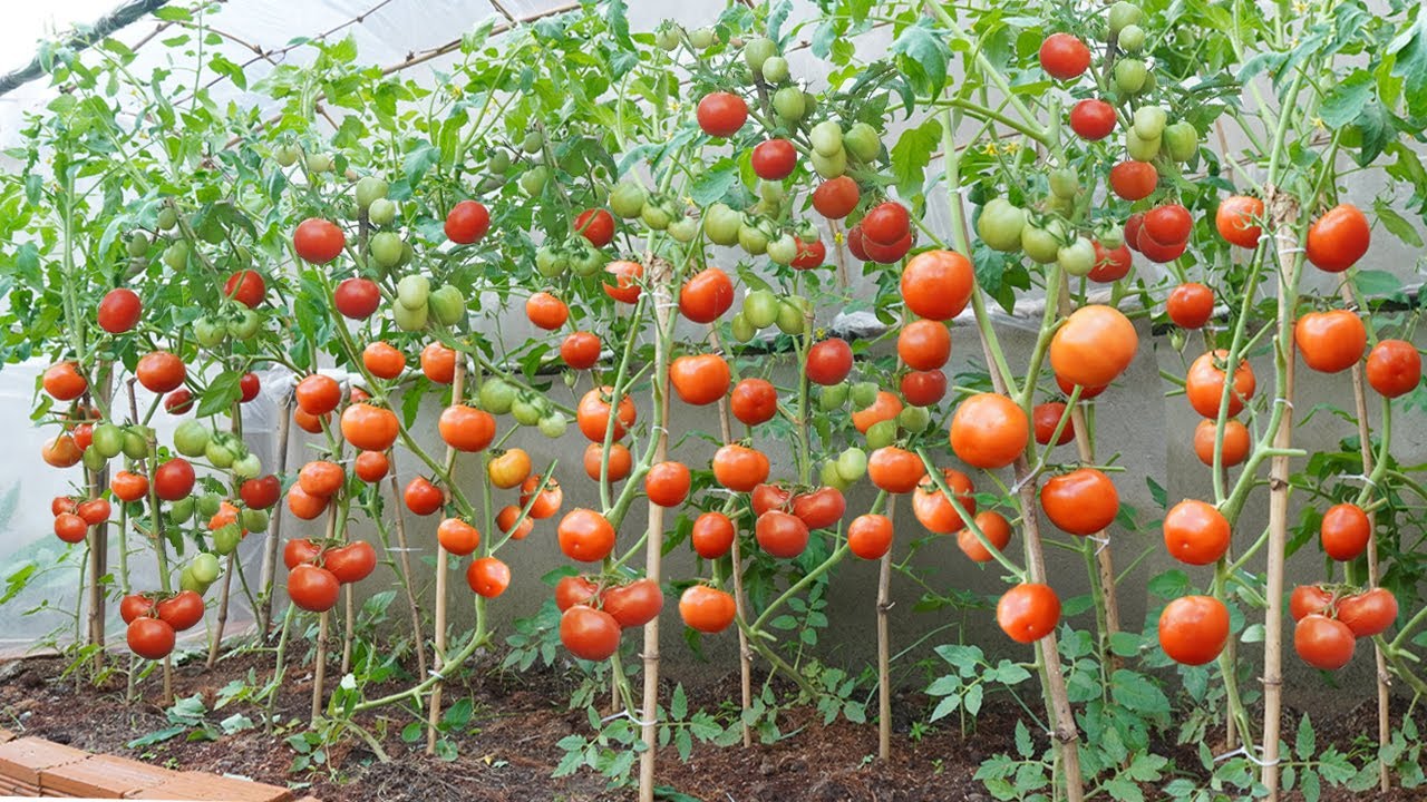 [Home Gardening] Save a lot of money buying tomatoes, if you grow tomatoes using this method