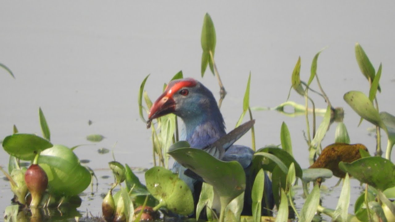 Bird photography near Guwahati. 