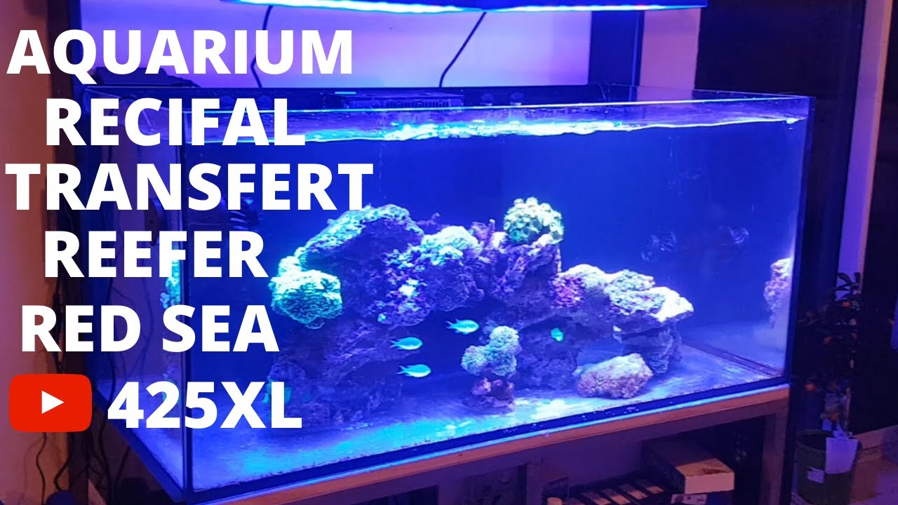 Récifal: Transfert Sur Le Reefer 425 XL (Red Sea 332 litres)