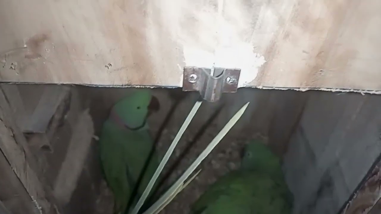 Raw & Ringneck Eggs & Chicks 