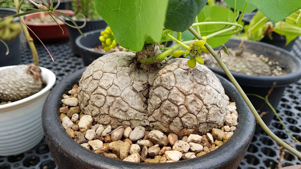 Caudex Plants