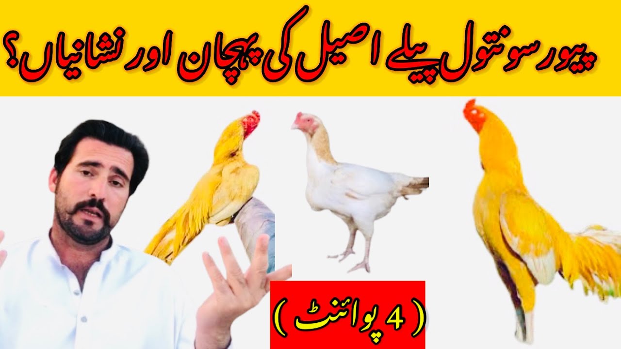 Pure Sontol Peelay Aseel Ki Pehchan Aur Nishanian