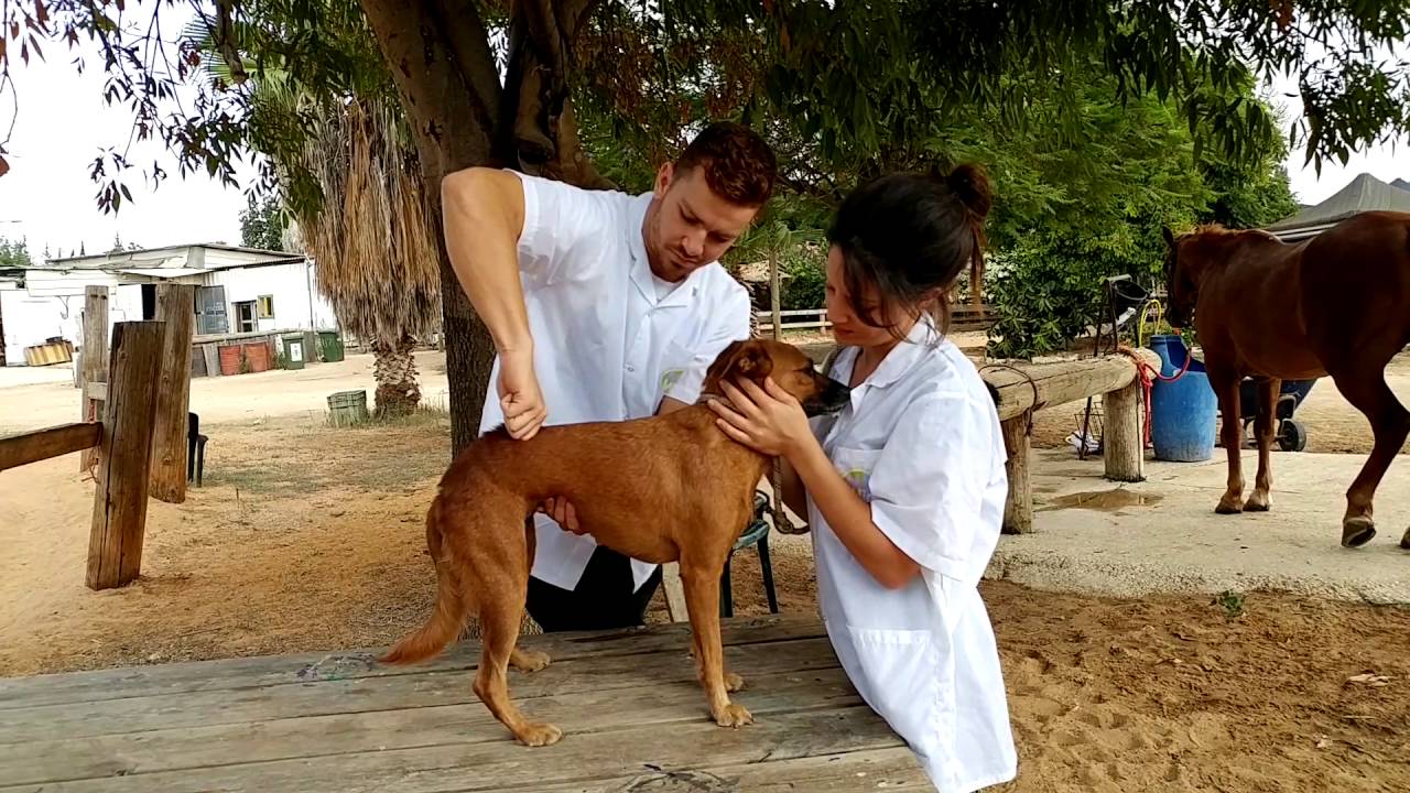 EduPet | Three-day Seminar: Applied Animal Acupuncture for Animal Chiropractors