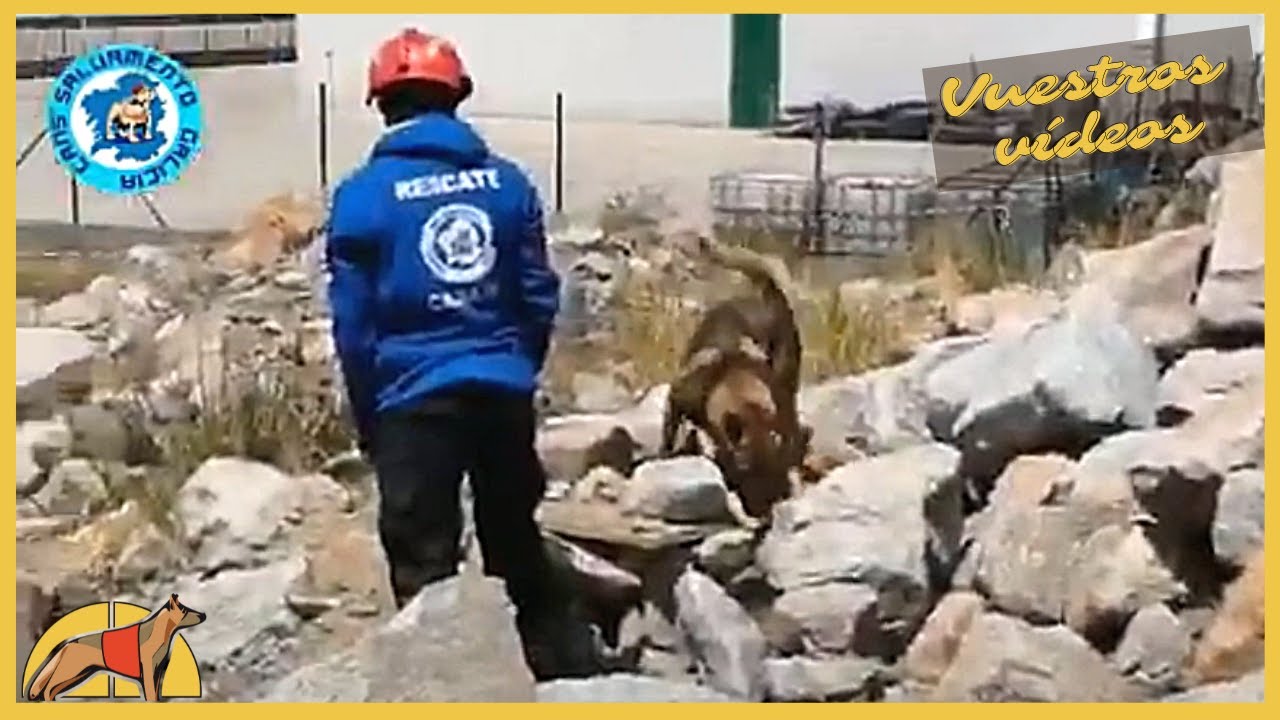 Perros de BÚSQUEDA DE PERSONAS 🐕‍🦺 en el Campeonato Nacional