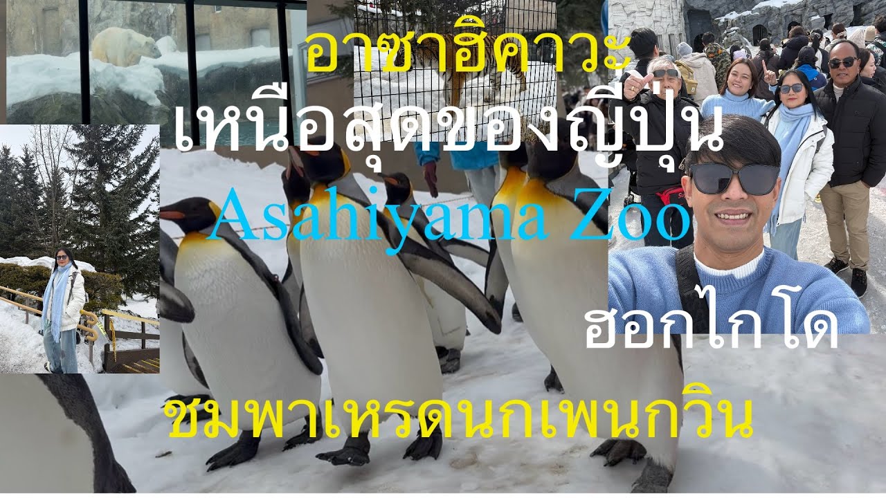 ทริปเที่ยวญี่ปุ่น Day 4 EP. 1  สัมผัสอากาศเหนือสุดของญี่ปุ่นที่ Asahiyama Zoo เมือง อาซาฮิคาวะ 