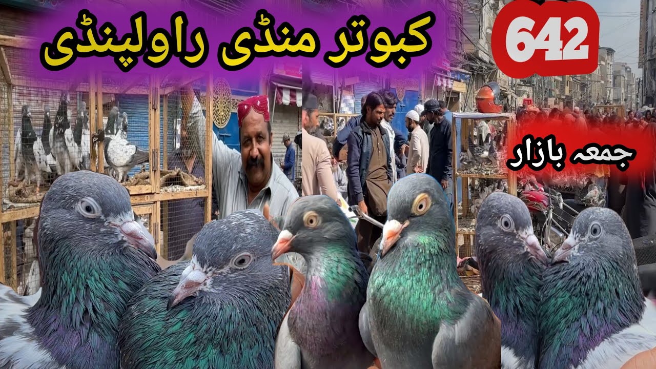 642 | Juma Bazar Kabootar Mandi Rawalpindi | Today 6/3/2026 | High Flyer Pigeon Market Price Update 