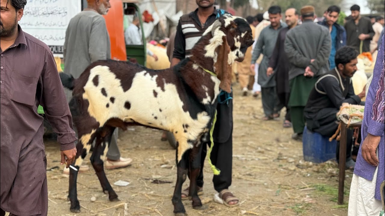 Amritsari Beetal Bakre Kajle Chatre Desi Mundre Lahore Mandi Shahpur Kanjra 