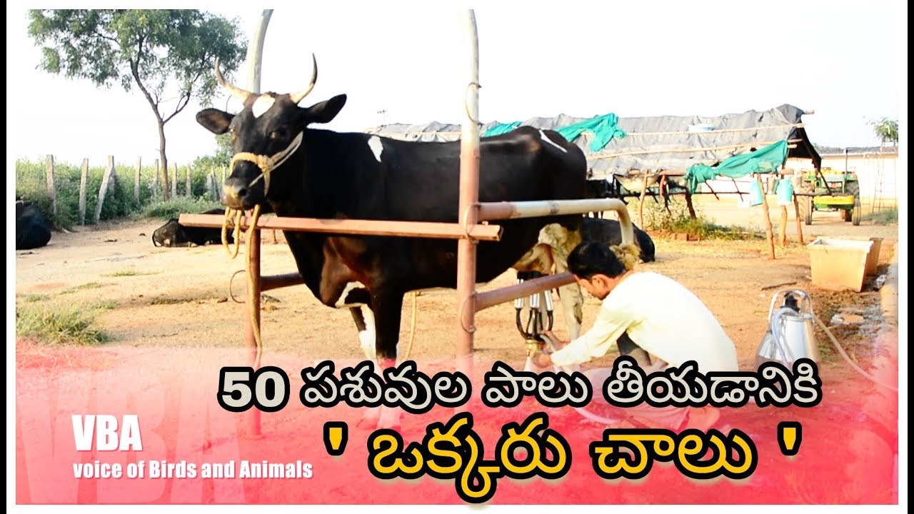 Full information about Milking machine in telugu | Bhadri| Voice of Birds and Animals |RSK Farm|