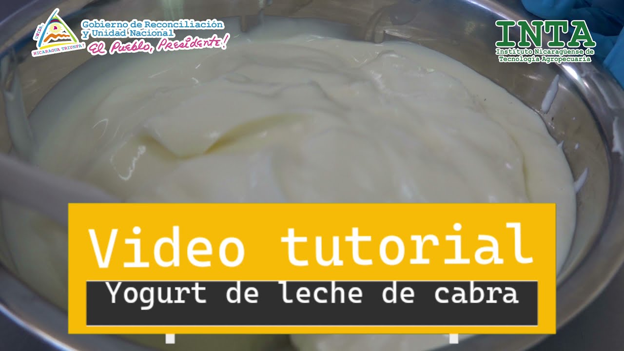 Elaboración semi industrial de yogurt con leche de cabra