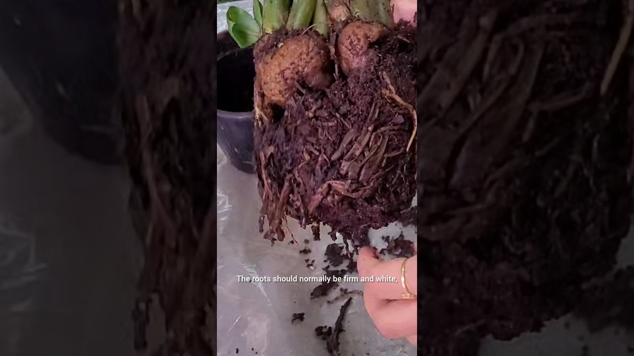 How does root rot looks like? #indoorplants