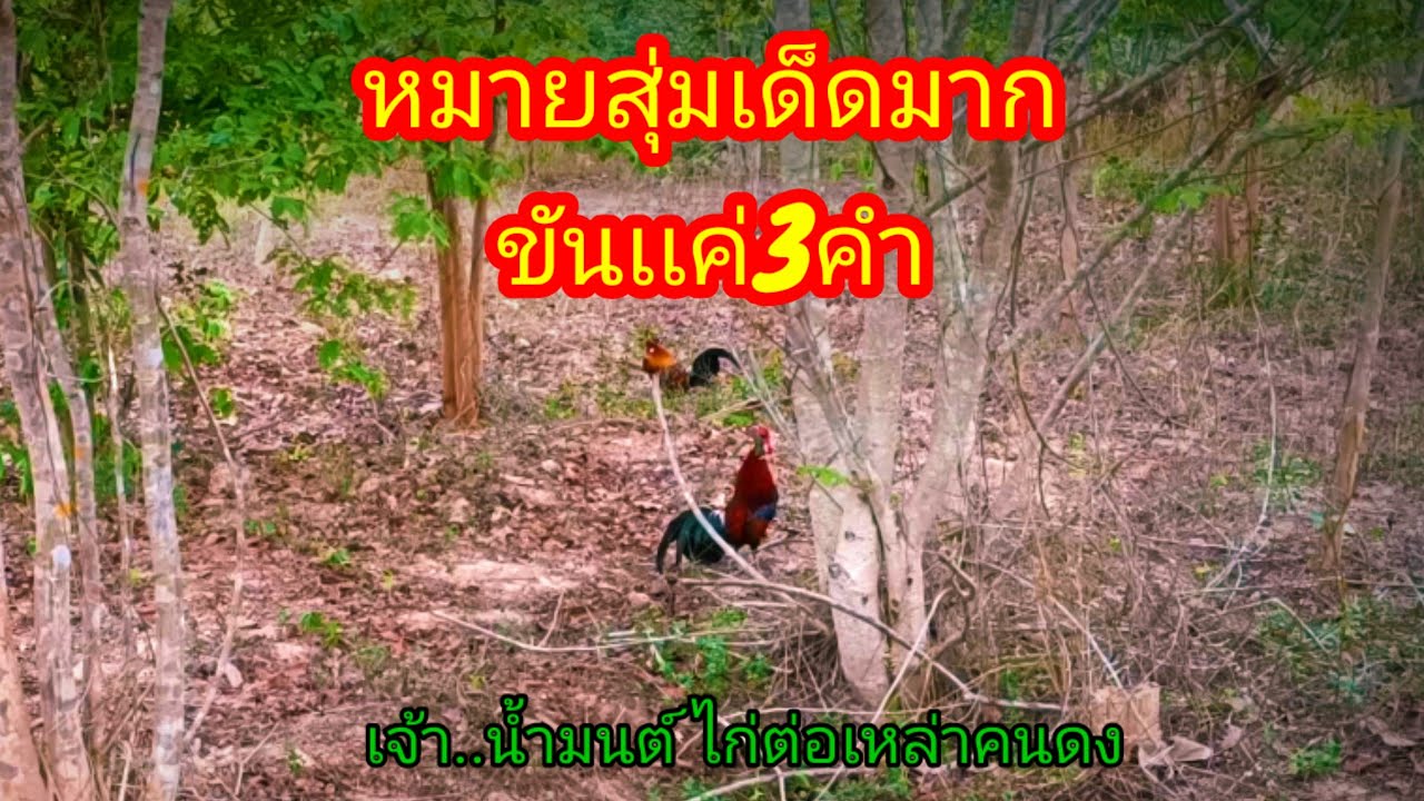 ต่อไก่ป่า,ep78 ขันเเค่3คำไก่ป่ามาซะเเล้ว หมายเด็ดมากหมานสุดๆ ปล่อยคืนสู่ธรรมชาติ#ธรรมชาติ #มาเเรง