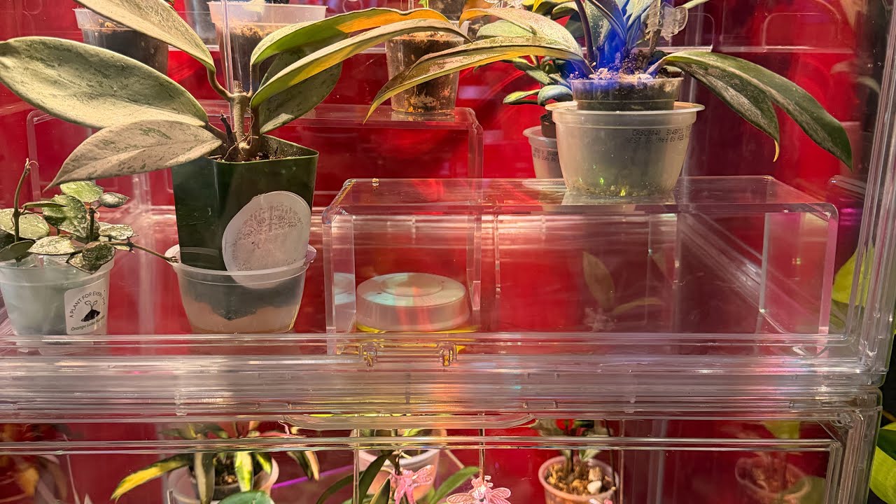 Let’s build a Hoya Cabinet! 