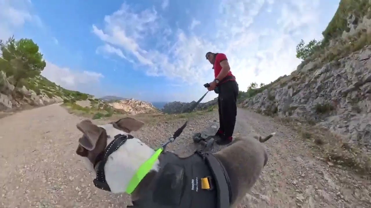DobDude — Balades sportives avec les chiens | Best Of 2025