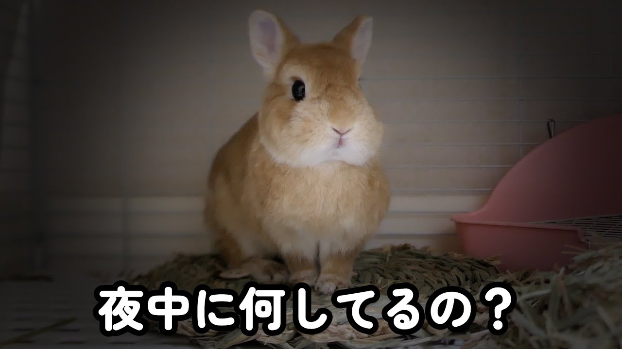 夜中にウサギが何してるか観察したらめちゃめちゃだったw